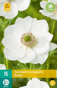 Koronás szellőrózsa VIRÁGHAGYMA ANEMONE COR. BRIDE 15DB/CSOMAG JUB 111129