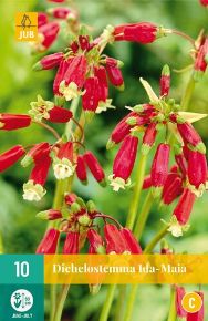Petárdavirág VIRÁGHAGYMA DICHELOSTEMMA IDA-MAIA 10DB/CSOMAG JUB 112400