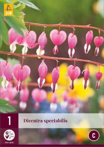 Nagy szívvirág VIRÁGHAGYMA DICENTRA SPECTABILIS 1DB/CSOMAG JUB 122200