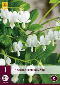 Nagy szívvirág VIRÁGHAGYMA DICENTRA SPECTABILIS ALBA 1DB/CSOMAG JUB 122250