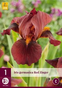 Írisz, nőszirom VIRÁGHAGYMA IRIS GERMANICA RED ZINGER 1DB/CSOMAG JUB 125630