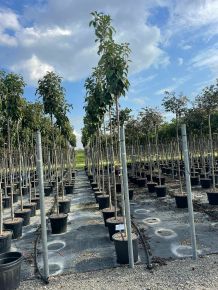 Oszlopos díszcseresznye  PRUNUS SERRULATA AMANOGAWA T200 10/12 K30