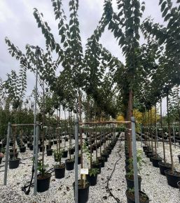 Japán díszcseresznye PRUNUS SERRULATA KANZAN T200 10/12 K30