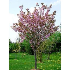 Japán díszcseresznye PRUNUS SERRULATA KANZAN T200 18/20 K90