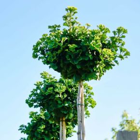 Gömb páfrányfenyő   GINKGO BILOBA MARIKEN T200 6/8 K30