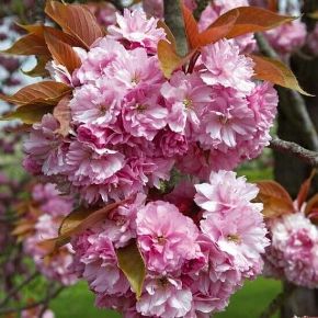 Japán díszcseresznye  PRUNUS SERRULATA KANZAN T200 10/12 K30