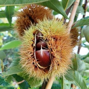 Szelídgesztenye CASTANEA SATIVA BOUCHE DE BETIZAC T200 8/10 K35