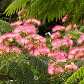 Selyemakác ALBIZIA JULIBRISSIN OMBRELLA T1/2 14/16 K110