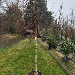 Gömb nyír   BETULA PENDULA MAGICAL GLOBE T3/4 K30