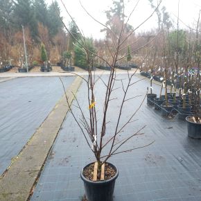 magnólia MAGNOLIA ACUMINATA YELLOW BIRD 120/130 K25