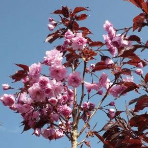 Vöröslevelű díszcseresznye  PRUNUS SERRULATA ROYAL BURGUNDY T200 8/10 K30