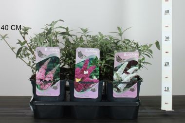 Nyári orgona BUDDLEJA DAVIDII FAJTÁK K2