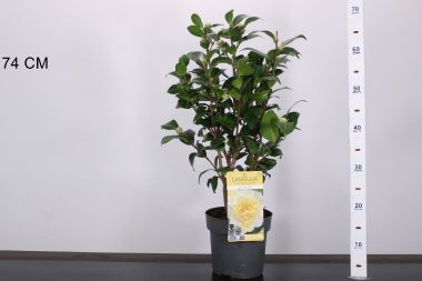 Kamélia   CAMELLIA JAPONICA JULLIS YELLOW 40/50 K3