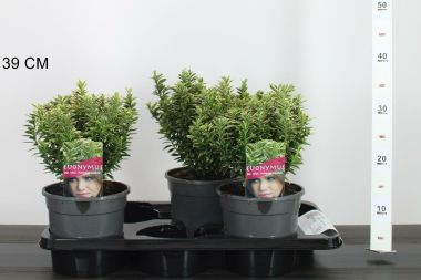 Japán kecskerágó EUONYMUS JAPONICUS MICROPHYLLUS AUREOVARIEGATUS 20/25 K2,5
