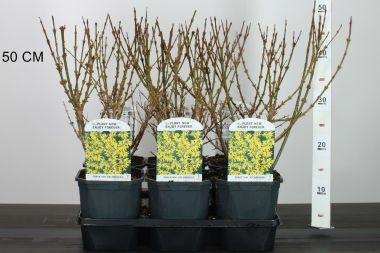 Aranyvessző FORSYTHIA INTERMEDIA GOLDRAUSCH 40/+ K2
