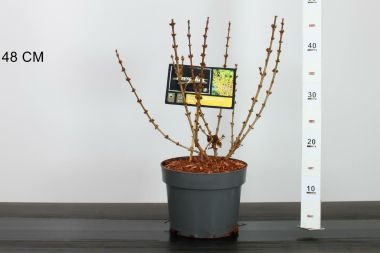 Aranyvessző FORSYTHIA INTERMEDIA MIKADOR 30/40 K3