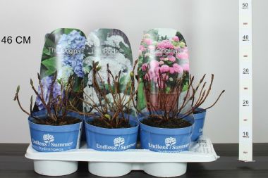 Kerti hortenzia   HYDRANGEA MACROPHYLLA ENDLESS SUMMER FAJTÁK K2