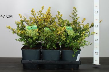 Csipkéslevelű magyal ILEX CRENATA GOLDEN GEM 20/25 K2