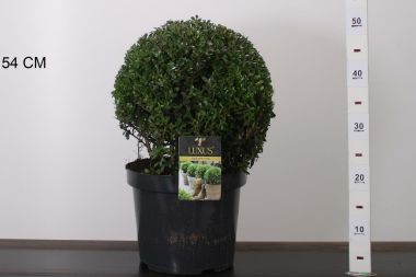 Csipkéslevelű magyal ILEX CRENATA LUXUS GLOBE GÖMB 30/35 CS24