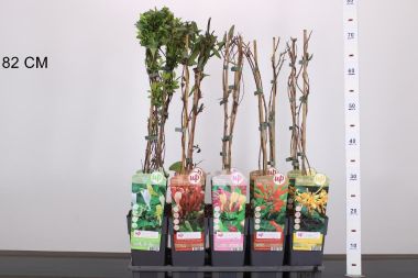 Kúszó lonc LONICERA FAJTÁK 60/70 CS15