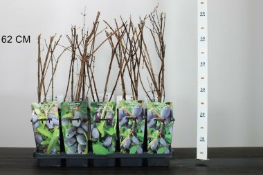 mézbogyó LONICERA CAREULEA KAMTSCHATIKA FAJTÁK 30/40 K2