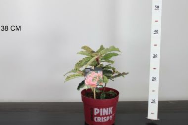 Örökzöld korallberkenye PHOTINIA FRASERI PINK CRISPY 20/30 K2