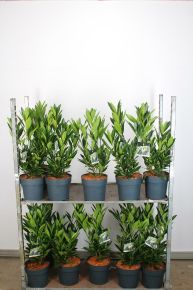 Közönséges babérmeggy PRUNUS LAUROCERASUS RENAULT ACE 50/60 K6,5