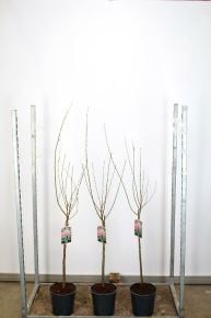 Babarózsa   PRUNUS TRILOBA T60 CS24
