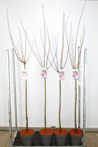 Babarózsa   PRUNUS TRILOBA T100 K10