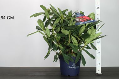 Havasszépe   RHODODENDRON RED DEVILS 40/45 K5