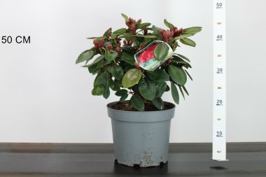 Havasszépe   RHODODENDRON TROMBA 30CM K5