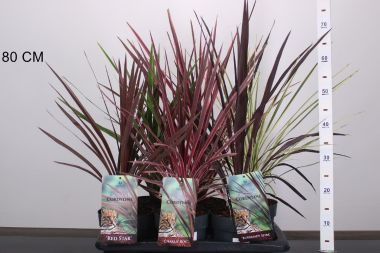 bunkóliliom CORDYLINE FAJTÁK 30/40 K2