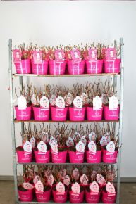 Kerti hortenzia   HYDRANGEA MACROPHYLLA EVERBLOOM 30/35 CS23