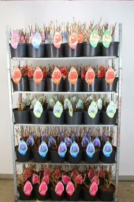 Kerti hortenzia HYDRANGEA MACROPHYLLA FAJTÁK 30/+ CS23