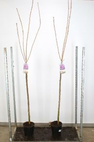 Japán díszcseresznye   PRUNUS SERRULATA KANZAN T120 K7,5