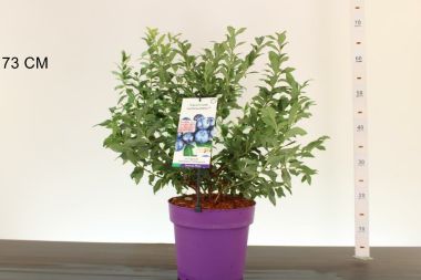 Kék áfonya VACCINIUM CORYMBOSUM HORTBLUE PETITE 40/60 K5