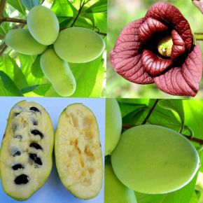 Indiánbanán ASIMINA TRILOBA DAVIS 30/40 K3