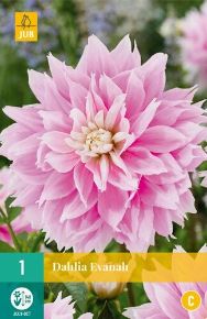 Virághagyma dália VIRÁGHAGYMA DAHLIA EVANAH 1DB/CSOMAG JUB 100290