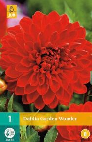 Virághagyma dália VIRÁGHAGYMA DAHLIA GARDEN WONDER 1DB/CSOMAG JUB 100310