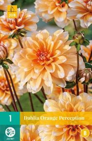 Virághagyma dália VIRÁGHAGYMA DAHLIA ORANGE PERCEPTION 1DB/CSOMAG JUB 100570