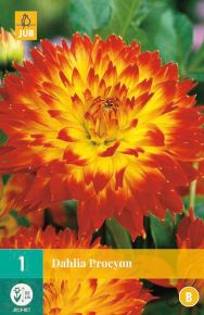 Virághagyma dália VIRÁGHAGYMA DAHLIA PROCYON 1DB/CSOMAG JUB 100610
