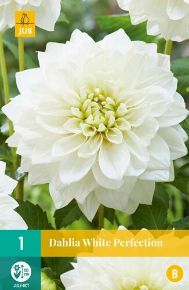 Virághagyma dália VIRÁGHAGYMA DAHLIA WHITE PERFECTION 1DB/CSOMAG JUB 100830