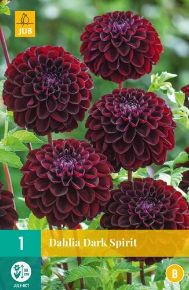 Virághagyma dália VIRÁGHAGYMA DAHLIA RED PIGMY 1DB/CSOMAG JUB 102900