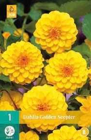 Virághagyma dália VIRÁGHAGYMA DAHLIA GOLDEN SCEPTER 1DB/CSOMAG JUB 103020