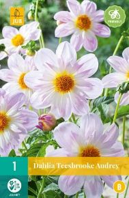 Virághagyma dália VIRÁGHAGYMA DAHLIA TEESBROOKE AUDREY 1DB/CSOMAG JUB 104290