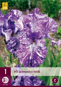 Nőszirom VIRÁGHAGYMA IRIS GERMANICA BATIK 1DB/CSOMAG 125300