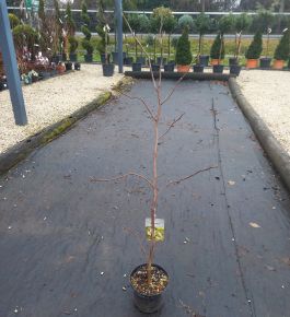 Liliomfa    MAGNOLIA DENUDATA YELLOW LANTERN 50/60 K3