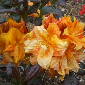 Japán azálea AZALEA JAPONICA MOLLIS 50/55 K10