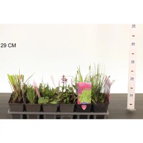 Vizinövény mix  VIZINÖVÉNY MIX CS9