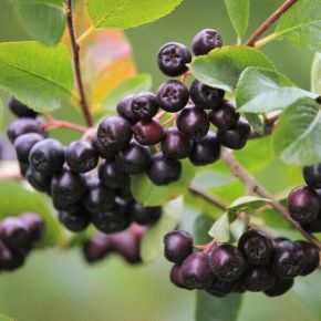 Fekete törpeberkenye  ARONIA PRUNIFOLIA FAJTÁK 50/60 K3